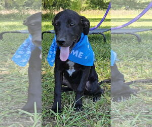 Feist Terrier-Labrador Retriever Mix Dogs for adoption in Corinth, MS, USA