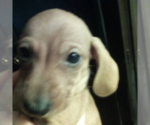 Medium Photo #5 Dachshund Puppy For Sale in PLEASANT HILL, CA, USA