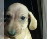 Small Photo #5 Dachshund Puppy For Sale in PLEASANT HILL, CA, USA
