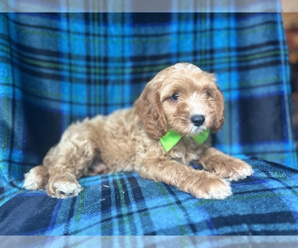 Medium Photo #3 Cavapoo Puppy For Sale in LAKELAND, FL, USA