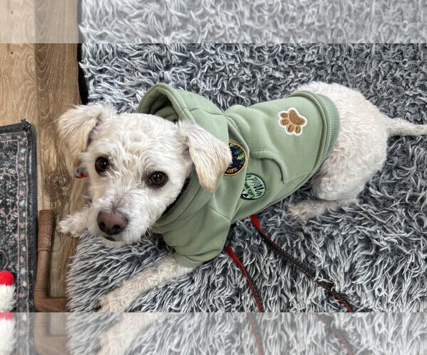 Medium Photo #2 Poodle (Miniature)-Unknown Mix Puppy For Sale in Bellevue, WA, USA