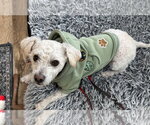 Small #1 Poodle (Miniature) Mix