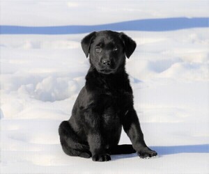 Shepradors Puppy for sale in FREDERICKSBG, OH, USA