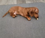 Small #2 Dachshund