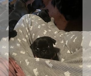 Pug Puppy for sale in BLOOMINGTON, IL, USA