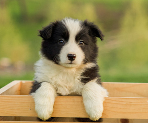 Border Collie-Miniature Australian Shepherd Mix Puppy for Sale in MYERSTOWN, Pennsylvania USA