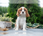 Puppy Carter Cavalier King Charles Spaniel