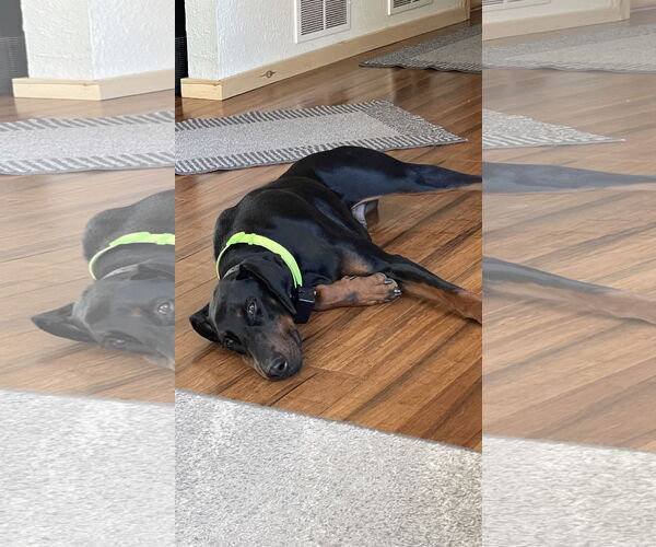 Medium Photo #2 Doberman Pinscher Puppy For Sale in Minneaoplis, MN, USA