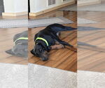 Small #1 Doberman Pinscher