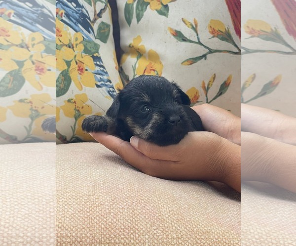 Medium Photo #1 Mutt Puppy For Sale in HOPKINSVILLE/PRINCETON, KY, NH, USA