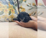 Small Mutt
