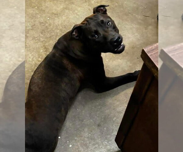 Medium Photo #4 American Pit Bull Terrier-Unknown Mix Puppy For Sale in Oakhurst, NJ, USA