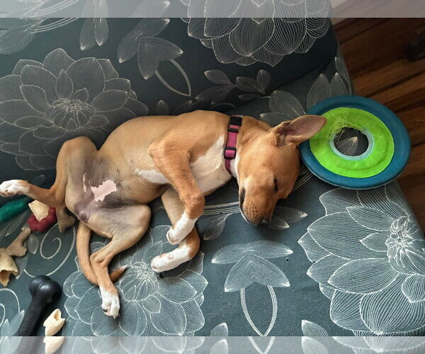 Medium Photo #9 Mutt Puppy For Sale in Holly Springs, NC, USA