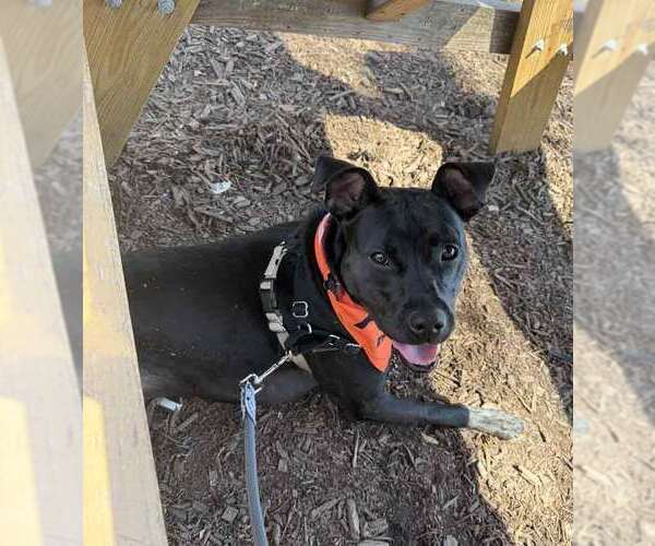 Medium Photo #5 Labrador Retriever-Unknown Mix Puppy For Sale in Kennesaw, GA, USA