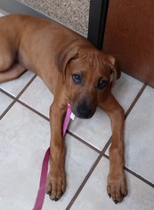 Rhodesian Ridgeback Puppy for sale in PLANO, TX, USA