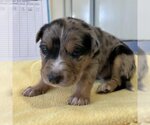 Small Photo #2 Catahoula Leopard Dog-Unknown Mix Puppy For Sale in Kanab, UT, USA