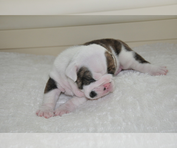 Medium Photo #26 English Bulldog Puppy For Sale in NAMPA, ID, USA