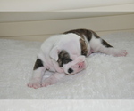 Small Photo #26 English Bulldog Puppy For Sale in NAMPA, ID, USA