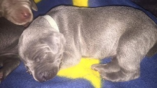 Weimaraner Puppy for sale in SUMMERSVILLE, WV, USA