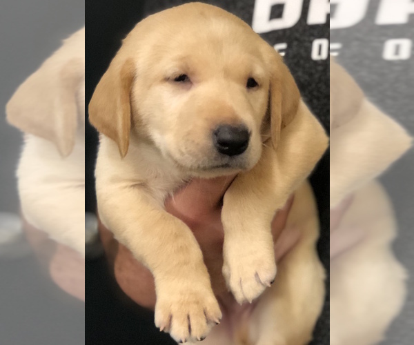 Medium Photo #5 Labrador Retriever Puppy For Sale in LUMBERTON, NC, USA