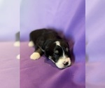 Small #5 Corgipoo