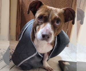 Dachshund-Unknown Mix Dogs for adoption in Brooklyn Center, MN, USA