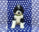 Small Photo #4 Bernedoodle (Miniature) Puppy For Sale in OXFORD, PA, USA