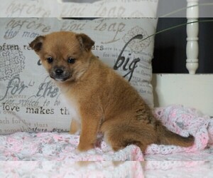 Pom Terrier Puppy for sale in FREDERICKSBG, OH, USA
