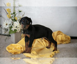 Small Photo #13 Doberman Pinscher Puppy For Sale in NARVON, PA, USA