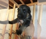 Small Photo #4 German Shepherd Dog Puppy For Sale in GRAHAM, MO, USA