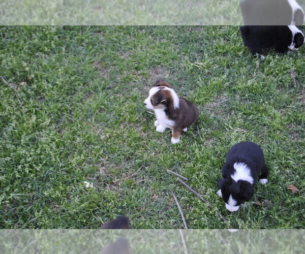 Medium Photo #8 Miniature Australian Shepherd Puppy For Sale in SWAN, TX, USA