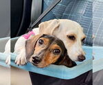 Small #1 Dachshund