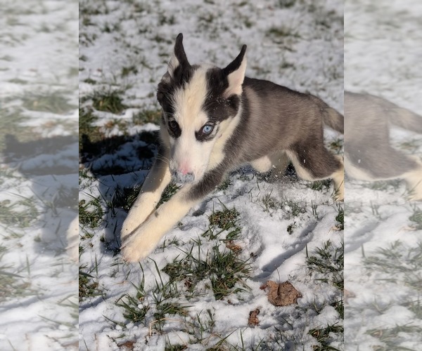 Medium Photo #15 Siberian Husky Puppy For Sale in Holly Springs, NC, USA