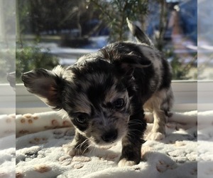 Chihuahua Puppy for sale in OREGON, WI, USA