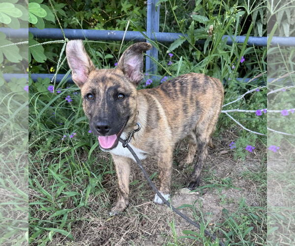 Medium Photo #5 Bulldog-Unknown Mix Puppy For Sale in Tarrytown, GA, USA