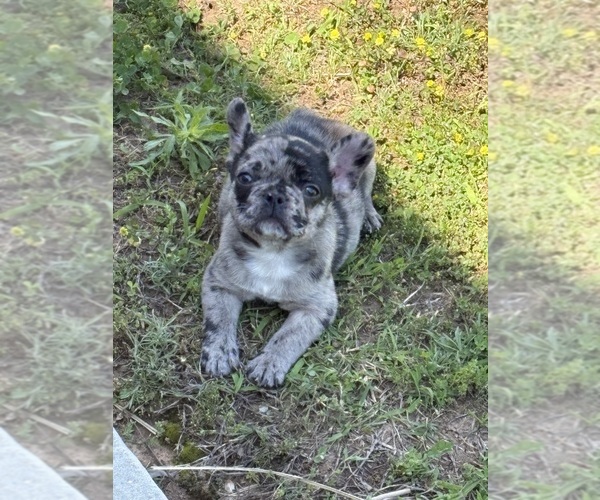 Medium Photo #1 French Bulldog Puppy For Sale in BENTONVILLE, AR, USA