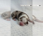 Small Photo #9 Miniature Australian Shepherd Puppy For Sale in NEW PORT RICHEY, FL, USA