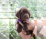 Small #3 Labrador Retriever