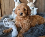 Small Photo #6 Goldendoodle Puppy For Sale in HONEY BROOK, PA, USA
