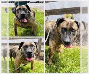 Presa Canario Dogs for adoption in Westminster, MD, USA