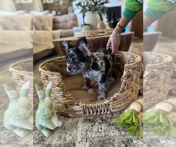Medium Photo #38 French Bulldog Puppy For Sale in BONNEAU, SC, USA