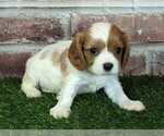 Small #1 Cavalier King Charles Spaniel
