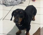 Small Dachshund