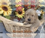 Puppy Brown Paw Male Golden Retriever