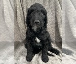 Puppy Fennel Goldendoodle