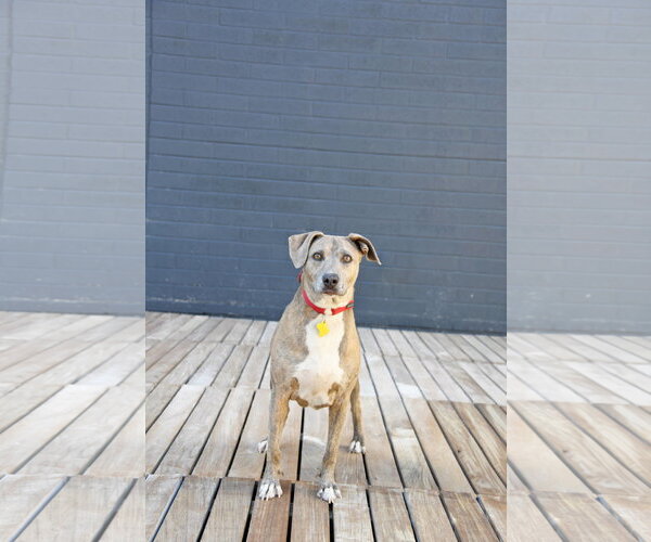 Medium Photo #11 Mutt Puppy For Sale in Sandy, UT, USA