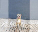 Small #10 Mutt