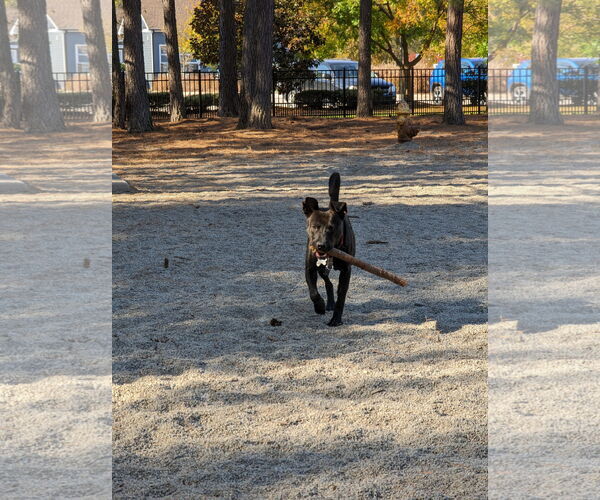 Medium Photo #29 Mutt Puppy For Sale in Holly Springs, NC, USA