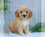 Small #2 Goldendoodle (Miniature)