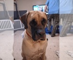 Small Photo #1 Mastiff Puppy For Sale in NEW CASTLE, PA, USA